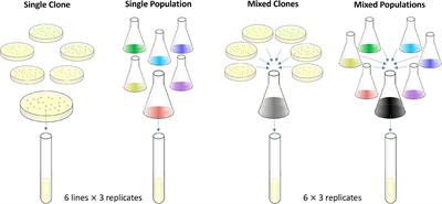 Experimental test of the contributions of initial variation and new mutations to adaptive evolution in a novel environment